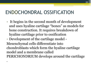ENDOCHONDRAL OSSIFICATION
• It begins in the second month of development
and uses hyaline cartilage “bones” as models for
bone construction. It requires breakdown of
hyaline cartilage prior to ossification
• Development of the cartilage model -
Mesenchymal cells differentiate into
chondroblasts which form the hyaline cartilage
model and a membrane called
PERICHONDRIUM develops around the cartilage
.
55
 