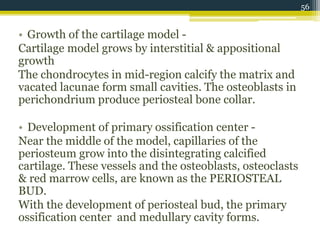 • Growth of the cartilage model -
Cartilage model grows by interstitial & appositional
growth
The chondrocytes in mid-region calcify the matrix and
vacated lacunae form small cavities. The osteoblasts in
perichondrium produce periosteal bone collar.
• Development of primary ossification center -
Near the middle of the model, capillaries of the
periosteum grow into the disintegrating calcified
cartilage. These vessels and the osteoblasts, osteoclasts
& red marrow cells, are known as the PERIOSTEAL
BUD.
With the development of periosteal bud, the primary
ossification center and medullary cavity forms.
56
 