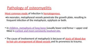 Pathology of osteomyelitis
Most common mode of infection is hematogenous.
•In neonates, metaphyseal vessels penetrate the growth plate, resulting in
frequent infection of the metaphysis, epiphysis or both.
• In children, metaphysis of long bone (usually lower end femur > upper end
tibia) is earliest and most commonly involved site.
• The cause of involvement of metaphysis is because of stasis of blood due
to hair pin arrangement of blood vessels and its proneness to trauma.
 