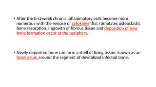 • After the first week chronic inflammatory cells become more
numerous with the release of cytokines that stimulates osteoclastic
bone resorption, ingrowth of fibrous tissue and deposition of new
bone formation occur at the periphery.
• Newly deposited bone can form a shell of living tissue, known as an
Involucrum around the segment of devitalized infected bone.
 