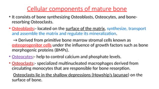 Cellular components of mature bone
• It consists of bone synthesizing Osteoblasts, Osteocytes, and bone-
resorbing Osteoclasts.
• Osteoblasts:- located on the surface of the matrix, synthesize, transport
and assemble the matrix and regulate its mineralization.
→ Derived from primitive bone marrow stromal cells known as
osteoprogenitor cells under the influence of growth factors such as bone
morphogenic proteins (BMPs).
• Osteocytes:- help to control calcium and phosphate levels.
• Osteoclasts:- specialized multinucleated macrophages derived from
circulating monocytes that are responsible for bone resorption.
Osteoclasts lie in the shallow depressions (Howship’s lacunae) on the
surface of bone.
 