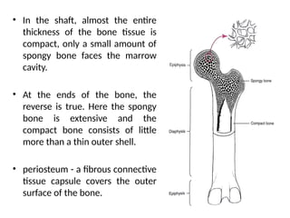 Bone- 2.pptx anatomy physiology pharma otho | PPTX