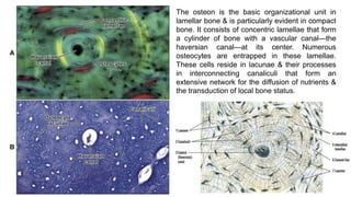 Bone | PPTX