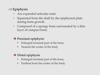  Epiphysis
• Are expanded articular ends
• Separated from the shaft by the epiphyseal plate
during bone growth
• Composed of a spongy bone surrounded by a thin
layer of compact bone.
 Proximal epiphysis
 Enlarged terminal part of the bone,
 Nearest the center of the body
 Distal epiphysis
 Enlarged terminal part of the bone,
 Farthest from the center of the body
 