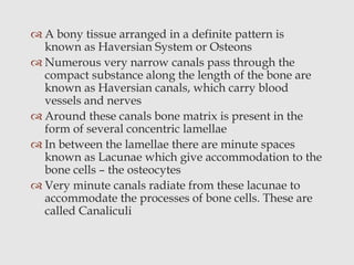  A bony tissue arranged in a definite pattern is
known as Haversian System or Osteons
 Numerous very narrow canals pass through the
compact substance along the length of the bone are
known as Haversian canals, which carry blood
vessels and nerves
 Around these canals bone matrix is present in the
form of several concentric lamellae
 In between the lamellae there are minute spaces
known as Lacunae which give accommodation to the
bone cells – the osteocytes
 Very minute canals radiate from these lacunae to
accommodate the processes of bone cells. These are
called Canaliculi
 