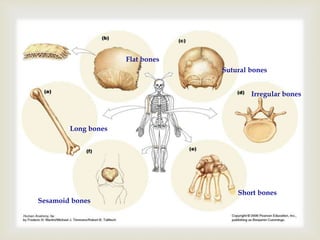 Long bones
Short bones
Flat bones
Irregular bones
Sesamoid bones
Sutural bones
 