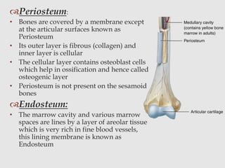 Periosteum:
• Bones are covered by a membrane except
at the articular surfaces known as
Periosteum
• Its outer layer is fibrous (collagen) and
inner layer is cellular
• The cellular layer contains osteoblast cells
which help in ossification and hence called
osteogenic layer
• Periosteum is not present on the sesamoid
bones
Endosteum:
• The marrow cavity and various marrow
spaces are lines by a layer of areolar tissue
which is very rich in fine blood vessels,
this lining membrane is known as
Endosteum
 