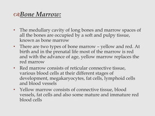 Bone Marrow:
• The medullary cavity of long bones and marrow spaces of
all the bones are occupied by a soft and pulpy tissue,
known as bone marrow
• There are two types of bone marrow – yellow and red. At
birth and in the prenatal life most of the marrow is red
and with the advance of age, yellow marrow replaces the
red marrow
• Red marrow consists of reticular connective tissue,
various blood cells at their different stages of
development, megakaryocytes, fat cells, lymphoid cells
and blood vessels
• Yellow marrow consists of connective tissue, blood
vessels, fat cells and also some mature and immature red
blood cells
 