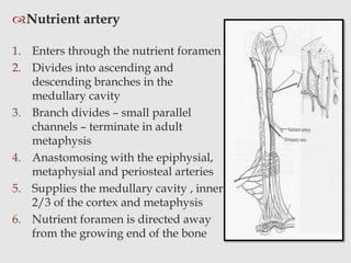 Nutrient artery
1. Enters through the nutrient foramen
2. Divides into ascending and
descending branches in the
medullary cavity
3. Branch divides – small parallel
channels – terminate in adult
metaphysis
4. Anastomosing with the epiphysial,
metaphysial and periosteal arteries
5. Supplies the medullary cavity , inner
2/3 of the cortex and metaphysis
6. Nutrient foramen is directed away
from the growing end of the bone
 