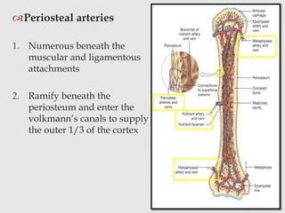 Periosteal arteries
1. Numerous beneath the
muscular and ligamentous
attachments
2. Ramify beneath the
periosteum and enter the
volkmann’s canals to supply
the outer 1/3 of the cortex
 