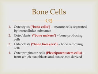 
1. Osteocytes ("bone cells") – mature cells separated
by intercellular substance
2. Osteoblasts ("bone makers") – bone producing
cells
3. Osteoclasts (“bone breakers”) – bone removing
cells
4. Osteoproginator cells (Pleuripotent stem cells) –
from which osteoblasts and osteoclasts derived
Bone Cells
 