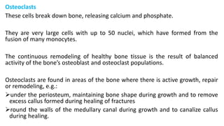 Osteoclasts
These cells break down bone, releasing calcium and phosphate.
They are very large cells with up to 50 nuclei, which have formed from the
fusion of many monocytes.
The continuous remodeling of healthy bone tissue is the result of balanced
activity of the bone’s osteoblast and osteoclast populations.
Osteoclasts are found in areas of the bone where there is active growth, repair
or remodeling, e.g.:
under the periosteum, maintaining bone shape during growth and to remove
excess callus formed during healing of fractures
round the walls of the medullary canal during growth and to canalize callus
during healing.
 