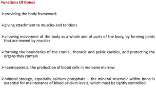 Functions Of Bones
providing the body framework
giving attachment to muscles and tendons
allowing movement of the body as a whole and of parts of the body, by forming joints
that are moved by muscles
forming the boundaries of the cranial, thoracic and pelvic cavities, and protecting the
organs they contain
haemopoiesis, the production of blood cells in red bone marrow
mineral storage, especially calcium phosphate – the mineral reservoir within bone is
essential for maintenance of blood calcium levels, which must be tightly controlled.
 