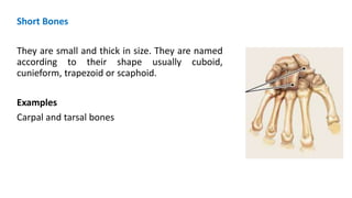 Short Bones
They are small and thick in size. They are named
according to their shape usually cuboid,
cunieform, trapezoid or scaphoid.
Examples
Carpal and tarsal bones
 