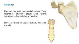 Flat Bones
They are thin with two parallel surface. They
resembles shallow plates and forms
boundaries of certain body cavities.
They are found in skull, sternum, ribs and
scapula
 