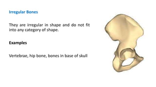 Irregular Bones
They are irregular in shape and do not fit
into any category of shape.
Examples
Vertebrae, hip bone, bones in base of skull
 