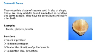 Sesamoid Bones
They resemble shape of sesame seed in size or shape.
These are bony nodules found embedded in tendons
and joints capsule. They have no periosteum and ossify
after birth.
Examples
Patella, pisiform, fabella
Functions
To resist pressure
To minimize friction
To alter the direction of pull of muscle
To maintain local circulation
 