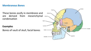 Membranous Bones
These bones ossify in membrane and
are derived from mesenchymal
condensation
Examples
Bones of vault of skull, facial bones
 
