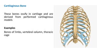 Cartilaginous Bone
These bones ossify in cartilage and are
derived from performed cartilaginous
models
Examples
Bones of limbs, vertebral column, thoracic
cage
 
