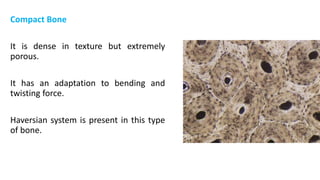 Compact Bone
It is dense in texture but extremely
porous.
It has an adaptation to bending and
twisting force.
Haversian system is present in this type
of bone.
 