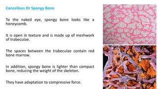 Cancellous Or Spongy Bone
To the naked eye, spongy bone looks like a
honeycomb.
It is open in texture and is made up of meshwork
of trabeculae.
The spaces between the trabeculae contain red
bone marrow.
In addition, spongy bone is lighter than compact
bone, reducing the weight of the skeleton.
They have adaptation to compressive force.
 