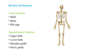 Division Of Skeleton
Axial Skeleton
• Skull
• Spine
• Rib cage
Appendicular Skeleton
• Upper limb
• Lower limb
• Shoulder girdle
• Pelvic girdle
 
