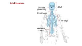 Axial Skeleton
 