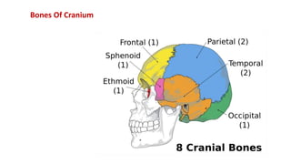 Bones Of Cranium
 