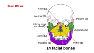 Bones Of Face
 