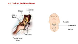 Ear Ossicles And Hyoid Bone
 