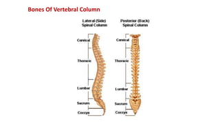 Bones Of Vertebral Column
 