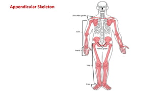 Appendicular Skeleton
 