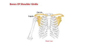 Bones Of Shoulder Girdle
 