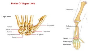 Bones Of Upper Limb
 