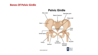Bones Of Pelvic Girdle
 