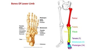 Bones Of Lower Limb
 