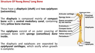 Structure Of Young Bone/ Long Bone
These have a diaphysis (shaft) and two epiphyses
(extremities).
The diaphysis is composed mainly of compact
bone with a central medullary canal, containing
fatty yellow bone marrow.
The epiphyses consist of an outer covering of
compact bone with spongy (cancellous) bone
inside.
The diaphysis and epiphyses are separated by
epiphyseal cartilages, which ossify when growth
is complete.
 