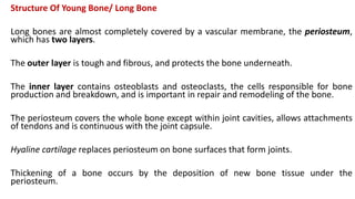 Structure Of Young Bone/ Long Bone
Long bones are almost completely covered by a vascular membrane, the periosteum,
which has two layers.
The outer layer is tough and fibrous, and protects the bone underneath.
The inner layer contains osteoblasts and osteoclasts, the cells responsible for bone
production and breakdown, and is important in repair and remodeling of the bone.
The periosteum covers the whole bone except within joint cavities, allows attachments
of tendons and is continuous with the joint capsule.
Hyaline cartilage replaces periosteum on bone surfaces that form joints.
Thickening of a bone occurs by the deposition of new bone tissue under the
periosteum.
 