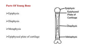 Parts Of Young Bone
Epiphysis
Diaphysis
Metaphysis
Epiphyseal plate of cartilage
 