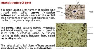 Internal Structure Of Bone
It is made up of a large number of parallel tube
shaped units called osteons (Haversian
systems), each of which is made up of a central
canal surrounded by a series of expanding rings,
similar to the growth rings of a tree.
The central canal contains nerves, lymphatics
and blood vessels, and each central canal is
linked with neighboring canals by tunnels
running at right angles between them, called
perforating canals.
The series of cylindrical plates of bone arranged
around each central canal are called lamellae.
 