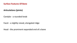 Surface Features Of Bone
Articulations (joints)
Condyle - a rounded knob
Facet - a slightly raised, elongated ridge
Head - the prominent expanded end of a bone
 