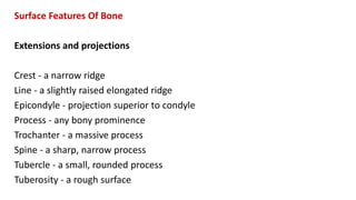 Surface Features Of Bone
Extensions and projections
Crest - a narrow ridge
Line - a slightly raised elongated ridge
Epicondyle - projection superior to condyle
Process - any bony prominence
Trochanter - a massive process
Spine - a sharp, narrow process
Tubercle - a small, rounded process
Tuberosity - a rough surface
 