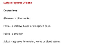 Surface Features Of Bone
Depressions
Alveolus - a pit or socket
Fossa - a shallow, broad or elongated basin
Fovea - a small pit
Sulcus - a groove for tendon, Nerve or blood vessels
 