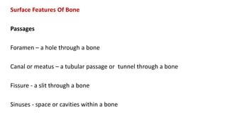 Surface Features Of Bone
Passages
Foramen – a hole through a bone
Canal or meatus – a tubular passage or tunnel through a bone
Fissure - a slit through a bone
Sinuses - space or cavities within a bone
 