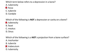 Which term below refers to a depression in a bone?
A. tuberosity
B. fossa
C. tubercle
D. Condyle
Which of the following is NOT a depression or cavity on a bone?
A. tuberosity
B. facet
C. meatus
D. Sinus
Which of the following is a NOT a projection from a bone surface?
A. trochanter
B. tubercle
C. trabeculum
D. tuberosity
 