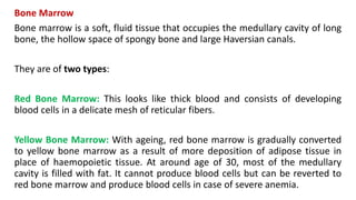 Bone Marrow
Bone marrow is a soft, fluid tissue that occupies the medullary cavity of long
bone, the hollow space of spongy bone and large Haversian canals.
They are of two types:
Red Bone Marrow: This looks like thick blood and consists of developing
blood cells in a delicate mesh of reticular fibers.
Yellow Bone Marrow: With ageing, red bone marrow is gradually converted
to yellow bone marrow as a result of more deposition of adipose tissue in
place of haemopoietic tissue. At around age of 30, most of the medullary
cavity is filled with fat. It cannot produce blood cells but can be reverted to
red bone marrow and produce blood cells in case of severe anemia.
 