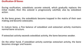 Ossification Of Bones
During ossification, osteoblasts secrete osteoid, which gradually replaces the
initial model; then this osteoid is progressively calcified, also by osteoblast
action.
As the bone grows, the osteoblasts become trapped in the matrix of their own
making and become osteocytes.
In mature bone, a fine balance of osteoblast and osteoclast activity maintains
normal bone structure.
If osteoclast activity exceeds osteoblast activity, the bone becomes weaker.
On the other hand, if osteoblast activity outstrips osteoclast activity, the bone
becomes stronger and heavier.
 