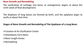 Bone Growth and Remodeling
The ossification of cartilage into bone, or osteogenesis, begins at about the
ninth week of fetal development.
The diaphysis of long bones are formed by birth, and the epiphysis begin to
ossify at about that time.
Stages of Bone Growth and Remodeling of The Epiphyses of a Long Bone:
Creation of An Ossification Center
Osteoblasts Form Bone
Bone Length Grows
Remodeling
 