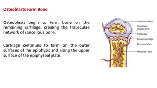 Osteoblasts Form Bone
Osteoblasts begin to form bone on the
remaining cartilage, creating the trabeculae
network of cancellous bone.
Cartilage continues to form on the outer
surfaces of the epiphysis and along the upper
surface of the epiphyseal plate.
 