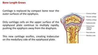 Bone Length Grows
Cartilage is replaced by compact bone near the
outer surfaces of the epiphysis.
Only cartilage cells on the upper surface of the
epiphyseal plate continue to multiply rapidly,
pushing the epiphysis away from the diaphysis.
This new cartilage ossifies, creating trabeculae
on the medullary side of the epiphyseal plate.
 